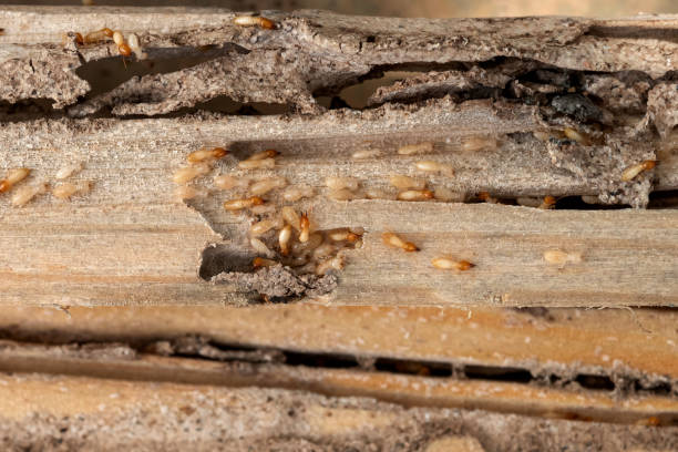 Best Local Pest Control Services  in Corning, IA