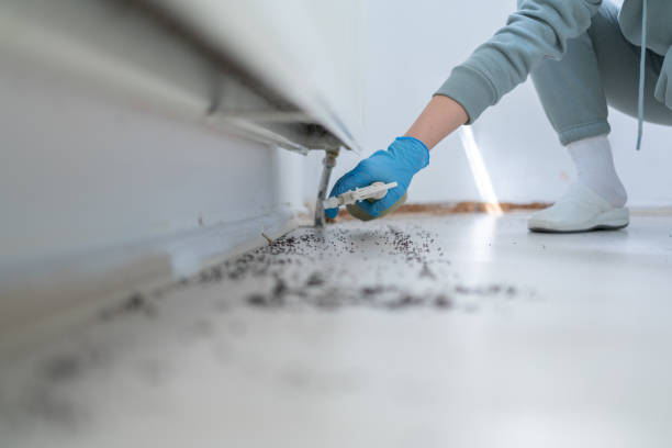 Best Termite Control Services  in Corning, IA